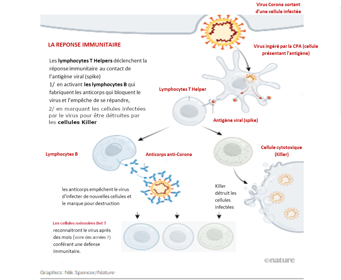 PERTINENCE DE LA STRATEGIE VACCINALE 