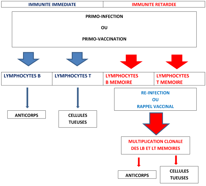 PERTINENCE DE LA STRATEGIE VACCINALE DM IF MB 5 JANVIER DOV html 1b889ce2